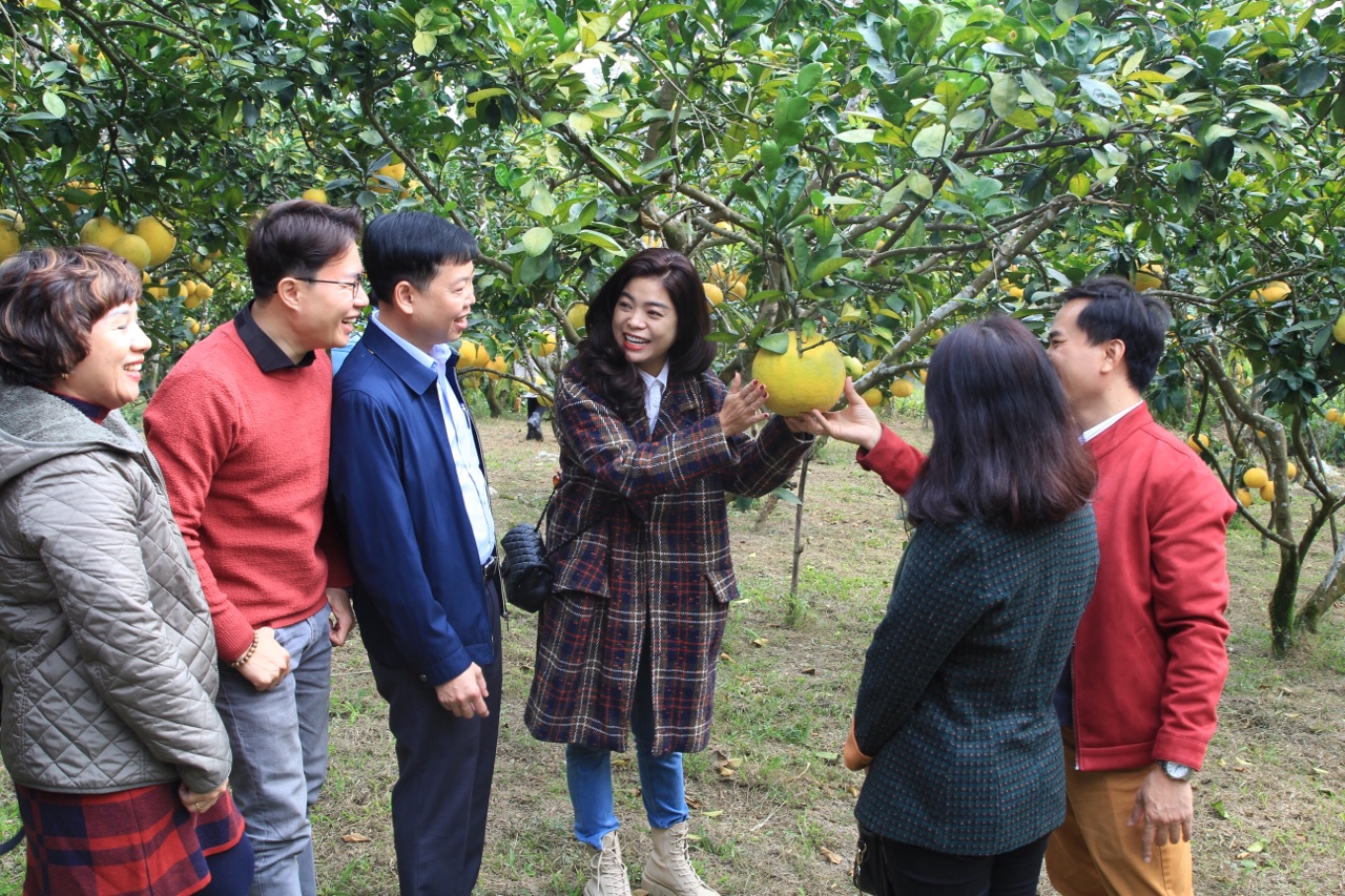 Du khách thích thú check in tại vườn bưởi Hoàng Nông (Đại Từ) – điểm du lịch nông nghiệp hút khách mùa dịch của Thái Nguyên
